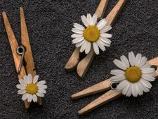 পোস্ত খেলে শরীরের কি হাল হয় জানা আছে? 