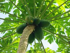 বাড়িতে পেঁপে গাছ রয়েছে? না থাকলে বাজার থেকে পেঁপে পাতা কিনে এনে তার রস খান, না হলে কিন্তু...!