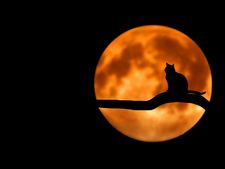 গ্রহ শান্তির জন্য প্রয়োজন নেই অনেক টাকা খরচে করে পুজো করার! শুধু মেনে চলুন এই ঘরোয়া টোটকাগুলি!