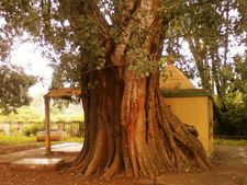 প্রতিদিন অশ্বত্থ গাছের পুজো করা উচিত কেন জানা আছে? 