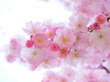 রাশি অনুসারে কোন গাছ বাড়িতে রাখলে আপনার ভাগ্য ফিরবে সে সম্পর্কে জানতে চাইলে চোখ রাখুন এই প্রবন্ধে