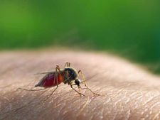ছড়াচ্ছে ওষুধ প্রতিরোধী ম্যালেরিয়া  পরজীবী, আক্রান্ত দক্ষিণ-পূর্ব এশিয়া