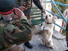 কমান্ডারকে স্যালুট সেনা কুকুরের, ছবি ভাইরাল