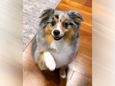 শরীরচর্চায় পটু কুকুরের চাকরি জিমে! ভাইরাল ভিডিয়ো