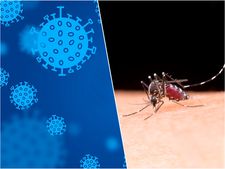 করোনার মাঝে বাড়ছে ডেঙ্গির আতঙ্ক, জেনে নিন প্রতিরোধ করতে কী করবেন