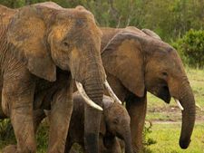 World Elephant Day 2020 :  হাতি সম্পর্কে এই তথ্যগুলি জানলে আপনি অবাক হবেন!