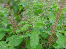 গর্ভাবস্থায় অ্যানিমিয়া আটকাতে খান তুলসী পাতা, জানুন এর অন্যান্য স্বাস্থ্য উপকারিতা
