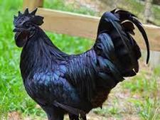 এই কালো মুরগির মাংস খেলেই সমস্ত শারীরির সমস্যার অবসান হবে! দেখুন এর নানান স্বাস্থ্য উপকারিতা