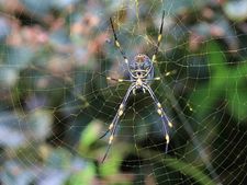 বাড়িতে মাকড়সার উৎপাত? রইল মাকড়সা তাড়ানোর পাঁচটি উপায়