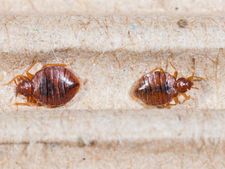 ছারপোকার উপদ্রবে নাজেহাল? দেখে নিন ছারপোকা তাড়ানোর ঘরোয়া উপায়