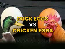 হাঁস না মুরগি, জেনে নিন কার ডিমে বেশি পুষ্টি