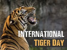 International Tiger Day 2021 : রয়্যাল বেঙ্গল টাইগার সম্পর্কে এই তথ্যগুলি জানলে অবাক হবেন!