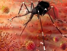 Zika Virus : আতঙ্ক বাড়াচ্ছে জিকা ভাইরাস! জেনে নিন এর উপসর্গ, চিকিৎসার ধরন ও প্রতিরোধের উপায়