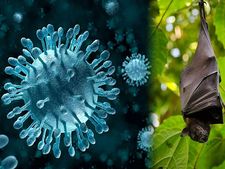 Nipah Virus: কোভিডের মাঝেই কেরলে নিপার প্রকোপ, কী এই নিপা ভাইরাস? এর উপসর্গ কী? জেনে নিন বিস্তারিত