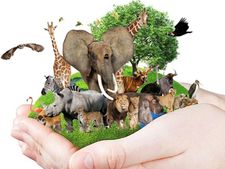 World Animal Day 2021 : কেন পালন করা হয় এই দিবস? জানুন এর ইতিহাস ও তাৎপর্য