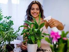 শখের গাছে পোকামাকড় বাসা বেঁধেছে? ঘরোয়া কীটনাশকেই হবে সমস্যার সমাধান! দেখে নিন কী করবেন