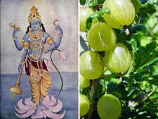 Amalaki Ekadashi 2022 : আমলকী একাদশীর ব্রত পালনে রোগ ব্যাধি থেকে মুক্তি মেলে! জানুন তিথি ও শুভক্ষণ