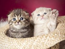 আপনি কি প্রায়ই বিড়ালের স্বপ্ন দেখেন? জেনে নিন এই ধরনের স্বপ্ন কীসের ইঙ্গিত দেয়!