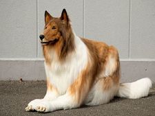 মানুষ থেকে কুকুর হলেন জাপানের এক যুবক, খরচ পড়ল ১২ লাখ!