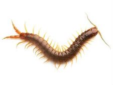 বর্ষায় কেন্নোর উৎপাতে নাজেহাল? জেনে নিন এই সমস্যা থেকে মুক্তির উপায়