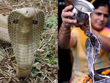 Nag Panchami 2022 : কালসর্প দোষ কাটাতে নাগদেবের পুজো করুন! জেনে নিন নাগ পঞ্চমীর তিথি ও শুভক্ষণ