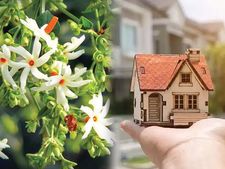 Vastu Tips For Parijat : বাড়ির এই দিকে লাগান শিউলি গাছ, কেটে যাবে বাস্তু দোষ ও অর্থাভাব!