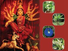 Durga Puja 2023: দুর্গা পুজোয় বাড়িতে লাগান এই ৪টি গাছ, উপচে পড়বে ধন-সম্পদ, কাটবে বাধাও!