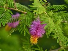 Vijaya Dashami 2023: দশমীতে শমী গাছের পুজো করলেই ঘুচবে সকল দুঃখ-দুর্দশা! জেনে নিন পৌরাণিক কাহিনী