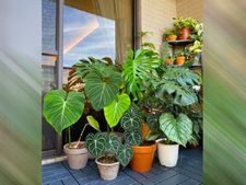 New Year 2024: বাড়িতে এই গাছগুলি লাগিয়ে শুরু করুন নতুন বছর, সারা বছর হবে না অর্থাভাব!