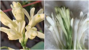 Vastu Tips For Tuberose: স্বামী-স্ত্রীর সম্পর্কের মধুরতা বাড়ায় রজনীগন্ধা! বাড়ির এই বিশেষ কোণে গাছ লাগান