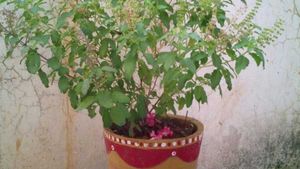 Tulsi Puja Vidhi: তুলসী তলায় প্রদীপ জ্বালানোর সময় করুন এই ছোট্ট কাজ, দূর হবে অর্থ সঙ্কট!