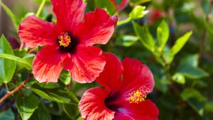 Vastu Tips: আর্থিক সঙ্কটে ভুগছেন? বাস্তু মেনে ঘরে লাগান জবা গাছ!