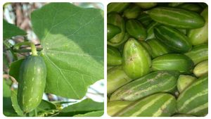 নিরামিষের দিনে বানিয়ে ফেলুন দারুণ স্বাদের পটল ভাপা, রইল রেসিপি