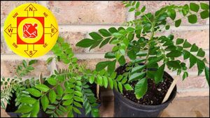 Vastu Tips: বাড়িতে এই গাছ রাখলেই সমৃদ্ধি ফিরবে সংসারে, থাকবে না কোনও অর্থাভাব!