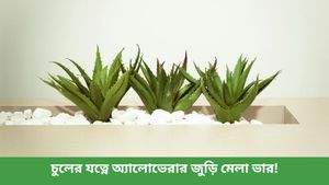 মুঠো মুঠো চুল পড়ে যাচ্ছে? চুলের যাবতীয় সমস্যা থেকে মুক্তি পেতে এই একটি মাত্র উপাদানই যথেষ্ট!