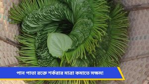 হাই ব্লাড সুগারের সমস্যা? নিয়মিত খান পান পাতা, কমবে রক্তে শর্করার মাত্রা! 