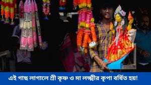 বাড়িতে বিবাদ-সমস্যা, অর্থ সংকট? সুখ, শান্তি আনতে আজই লাগিয়ে ফেলুন এই গাছ 