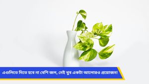কর্ম ব্যস্ততার মধ্যে ইনডোর প্ল্যান্টের শখ? জেনে নিন অল্প যত্নেই বেড়ে উঠবে কোন ইনডোর প্ল্যান্টগুলি