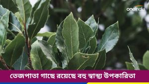 বর্ষায় ফ্লু থেকে বাঁচতে বাড়িতে আজই লাগিয়ে ফেলুন তেজপাতা গাছ! কীভাবে যত্ন নেবেন জানুন 