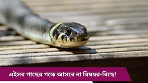 বর্ষায় বিষধর-বিছের জ্বালায় অতিষ্ঠ? নিরাপত্তার জন্য আজই বাড়িতে লাগান এই গাছগুলি 