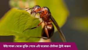 বর্ষায় বাড়িতে উইপোকার জ্বালায় অতিষ্ঠ, খাট-আসবাবপত্র কিছুই ছাড়ছে না? রইল ঘরোয়া টোটকা