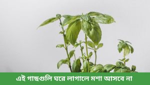 বর্ষায় মশার উৎপাতে অতিষ্ঠ? আজই বাড়িতে লাগান এই গাছগুলি, সুড়সুড় করে পালাবে মশা! 