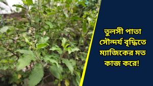 ছাদবাগানের তুলসী দিয়েই হবে দারুণ রূপচর্চা, পুজোর আগে আর যেতে হবে না পার্লারে!  