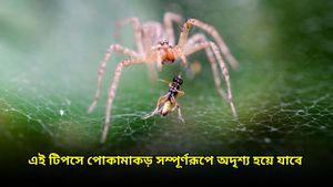 একটানা বৃষ্টিতে পোকামাকড়ের উপদ্রব বাড়ছে! সমস্যা রুখতে আজই ট্রাই করুন এই টিপসগুলি 