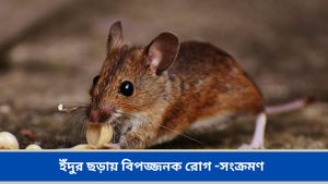 বর্ষায় ইঁদুরের উৎপাতে নাজেহাল? বাড়ির জিনিসপত্র সহ আমাদের স্বাস্থ্য ঝুঁকিও কিন্তু বাড়ায়, সাবধান 