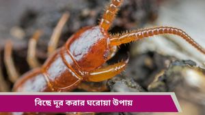 বর্ষায় যত্রতত্র বিছে ঘুরে বেরাচ্ছে, বাড়ি থেকে এদের দূর করতে এই পাতাগুলির বিকল্প নেই! 