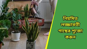 নিয়ম মেনে লজ্জাবতী গাছ লাগান, পাবেন ভগবান শিবের আশীর্বাদ!