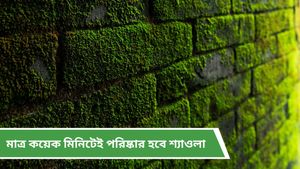 একটানা বৃষ্টিতে দেয়াল-মেঝেতে শ্যাওলা? ঝক্কি ছাড়াই পরিষ্কার করে ফেলুন  