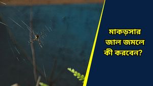 বাড়ির যত্রতত্র জমেছে মাকড়সার জাল, বাস্তু মতে এগুলির উপস্থিতি শুভ নাকি অশুভ, কিসের লক্ষণ দেয়? 