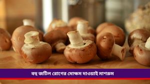  National Mushroom Day 2024: শুধু সুখাদ্যই নয়, সুস্বাস্থ্যও নিশ্চিত করে, জানুন মাশরুম দিবসের গুরুত্ব 